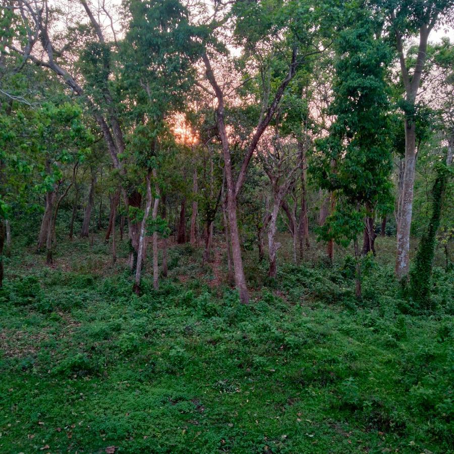 Hotel Tiger Tops Sauraha Exteriér fotografie