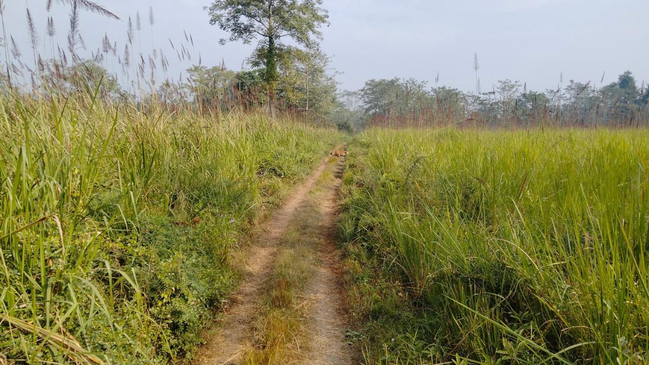 Hotel Tiger Tops Sauraha Exteriér fotografie