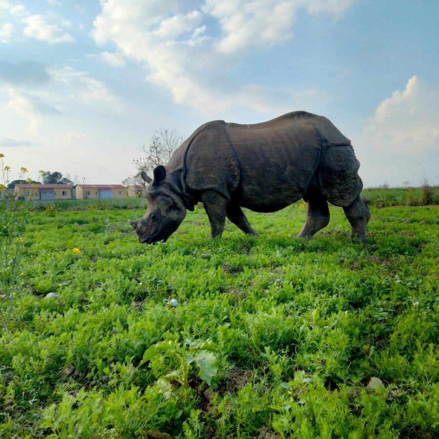 Hotel Tiger Tops Sauraha Exteriér fotografie