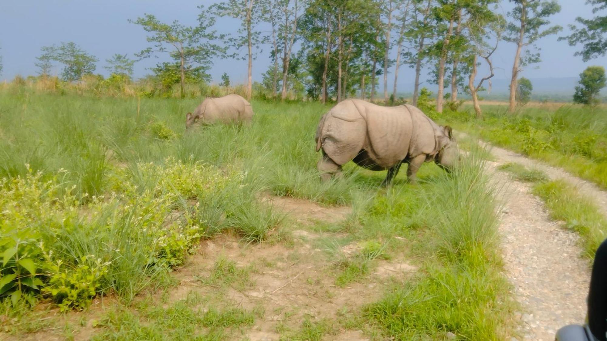 Hotel Tiger Tops Sauraha Exteriér fotografie